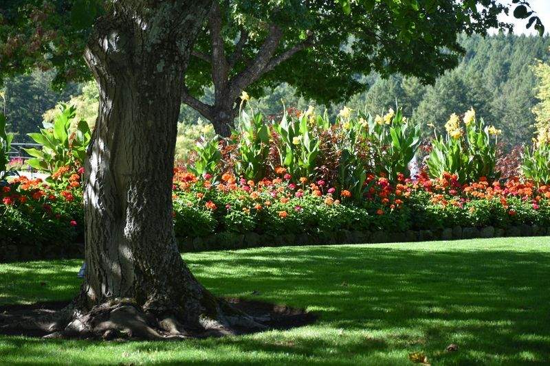 Créer un jardin méditerranéen facile à vivre